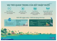 Vai trò quan trọng của đất ngập nước