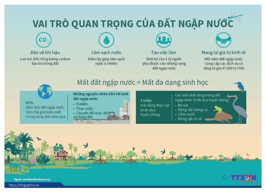 Vai trò quan trọng của đất ngập nước